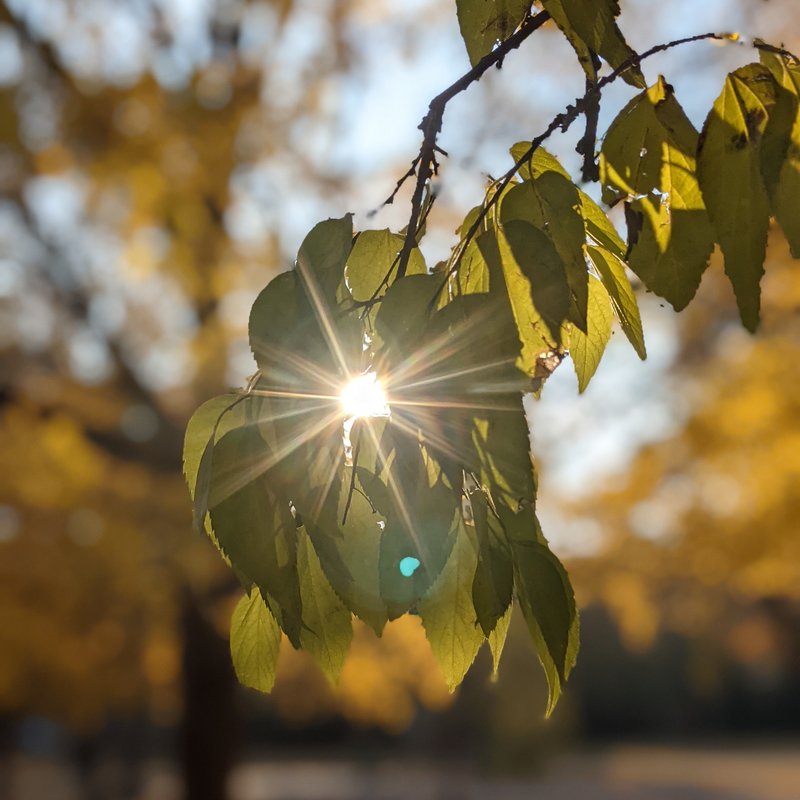 Sonne scheint durch Laubbaum