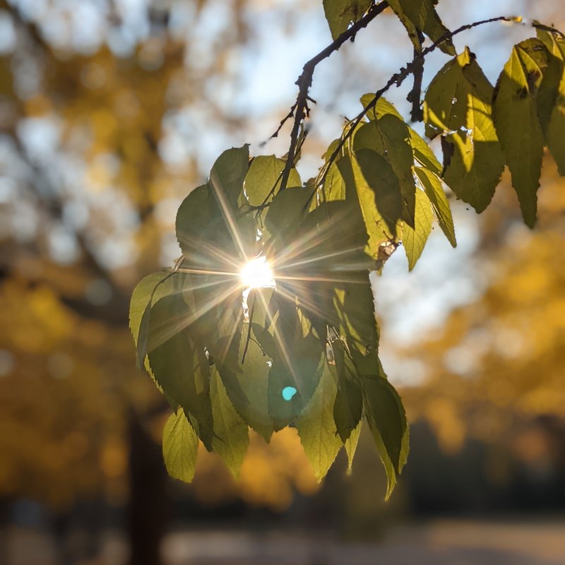 Sonne scheint durch Laubbaum