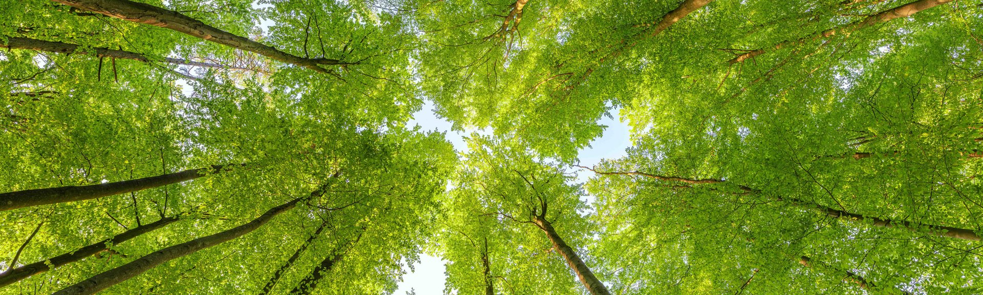 Nachhaltigkeit kommunizieren und leben Blick vom Waldboden in die Baumkronen